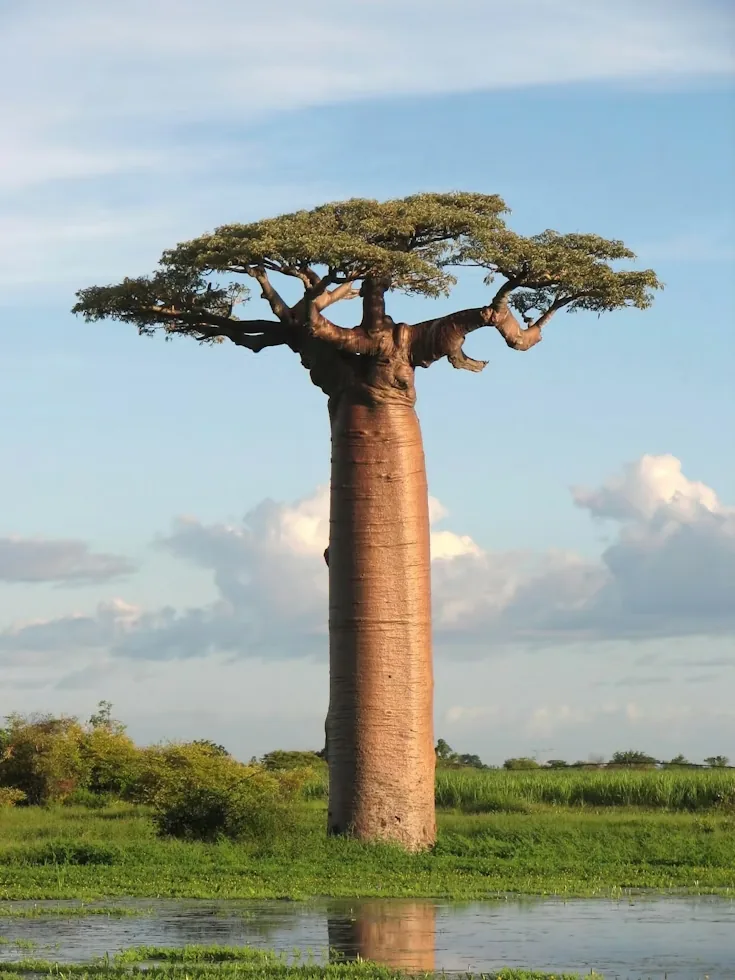 Baobab - Écosystème Africain